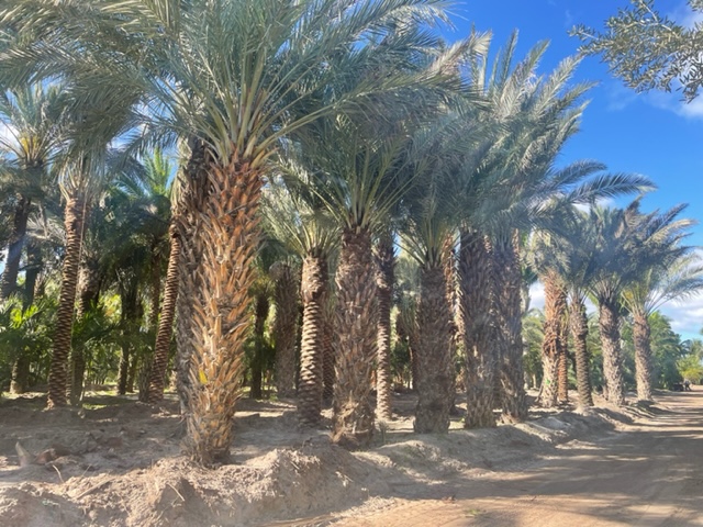 phoenix-dactylifera-zahidi-zahidi-date-palm