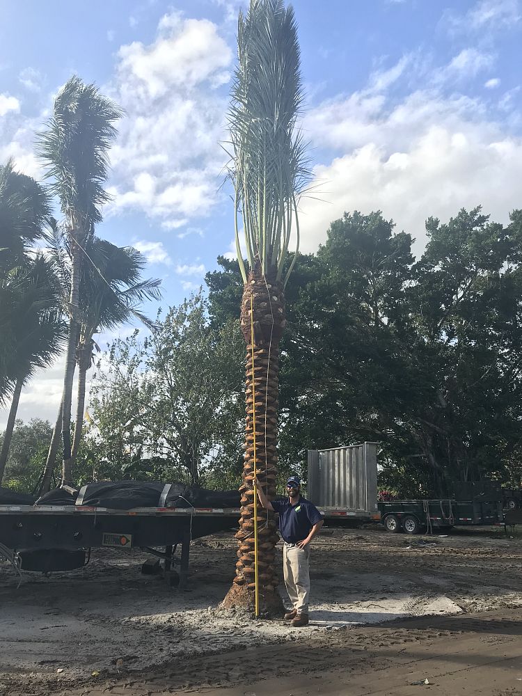 phoenix-dactylifera-zahidi-zahidi-date-palm