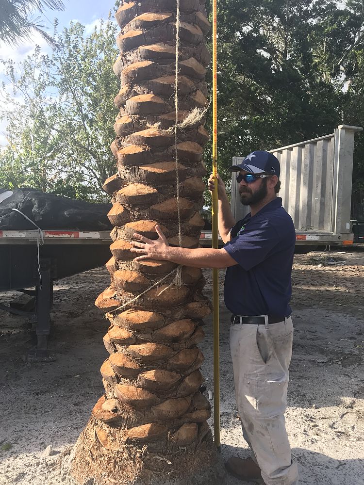 phoenix-dactylifera-zahidi-zahidi-date-palm