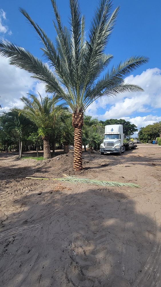 phoenix-dactylifera-zahidi-zahidi-date-palm