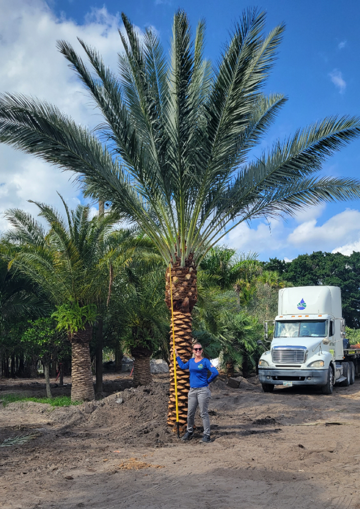 phoenix-dactylifera-zahidi-zahidi-date-palm
