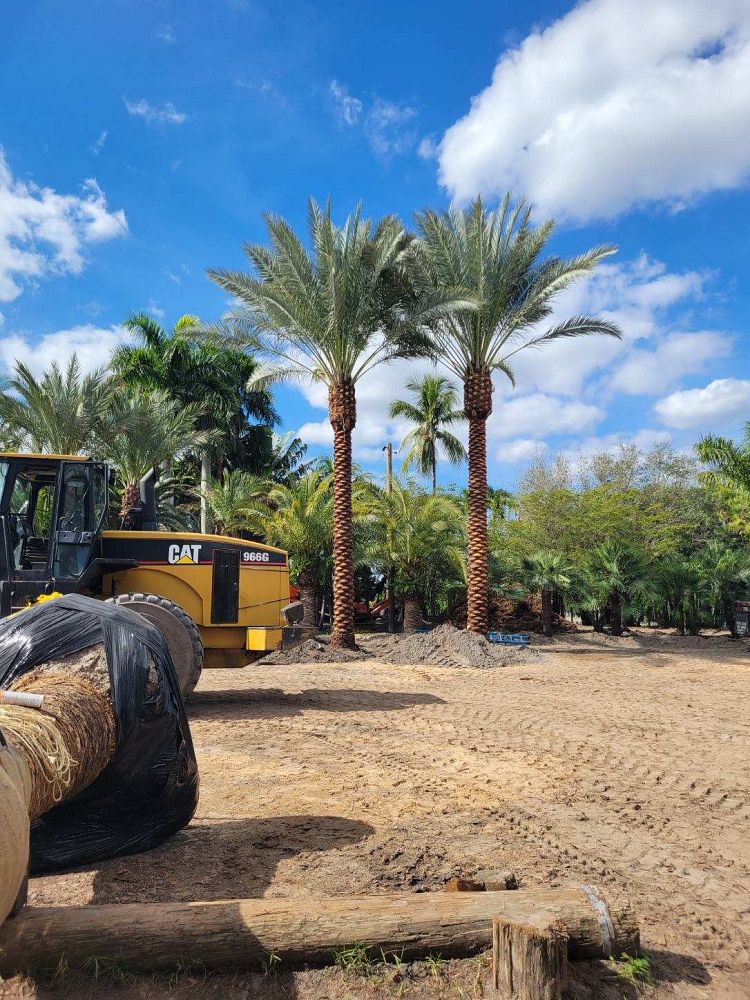 phoenix-dactylifera-zahidi-zahidi-date-palm