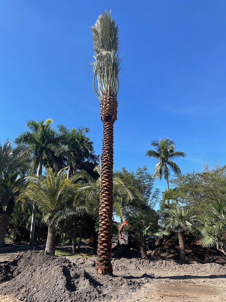 phoenix-dactylifera-zahidi-zahidi-date-palm