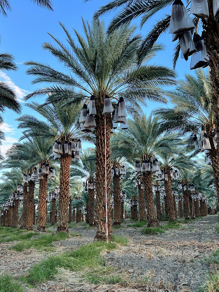 phoenix-dactylifera-zahidi-zahidi-date-palm