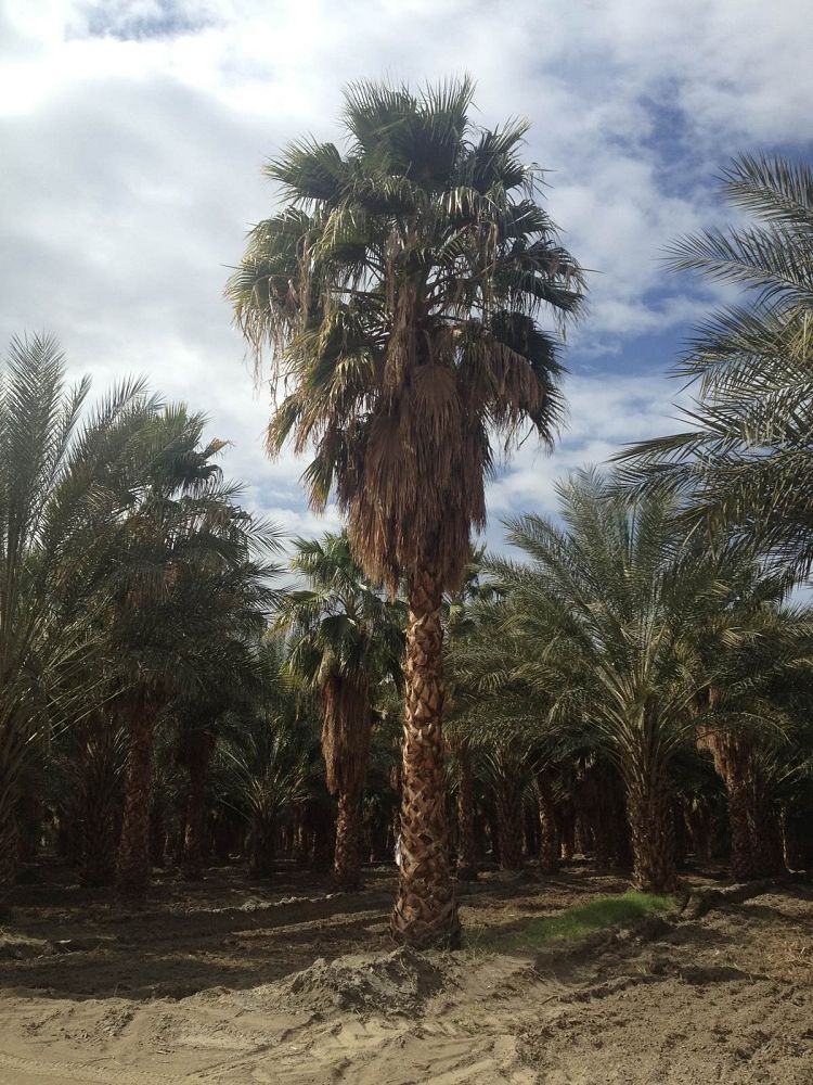 phoenix-hybrids-hybrid-date-palms