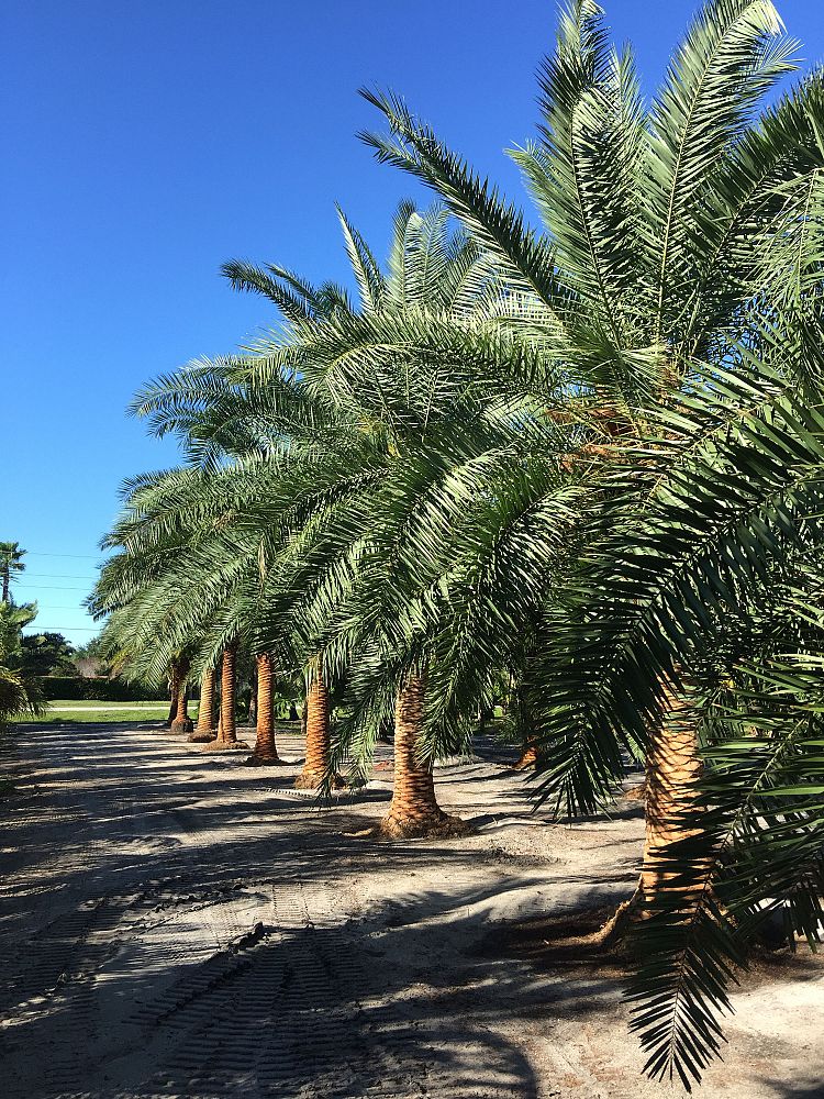 phoenix-hybrids-hybrid-date-palms