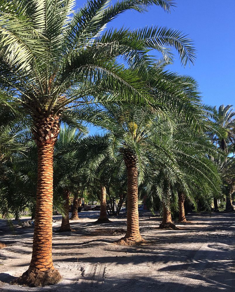 phoenix-hybrids-hybrid-date-palms