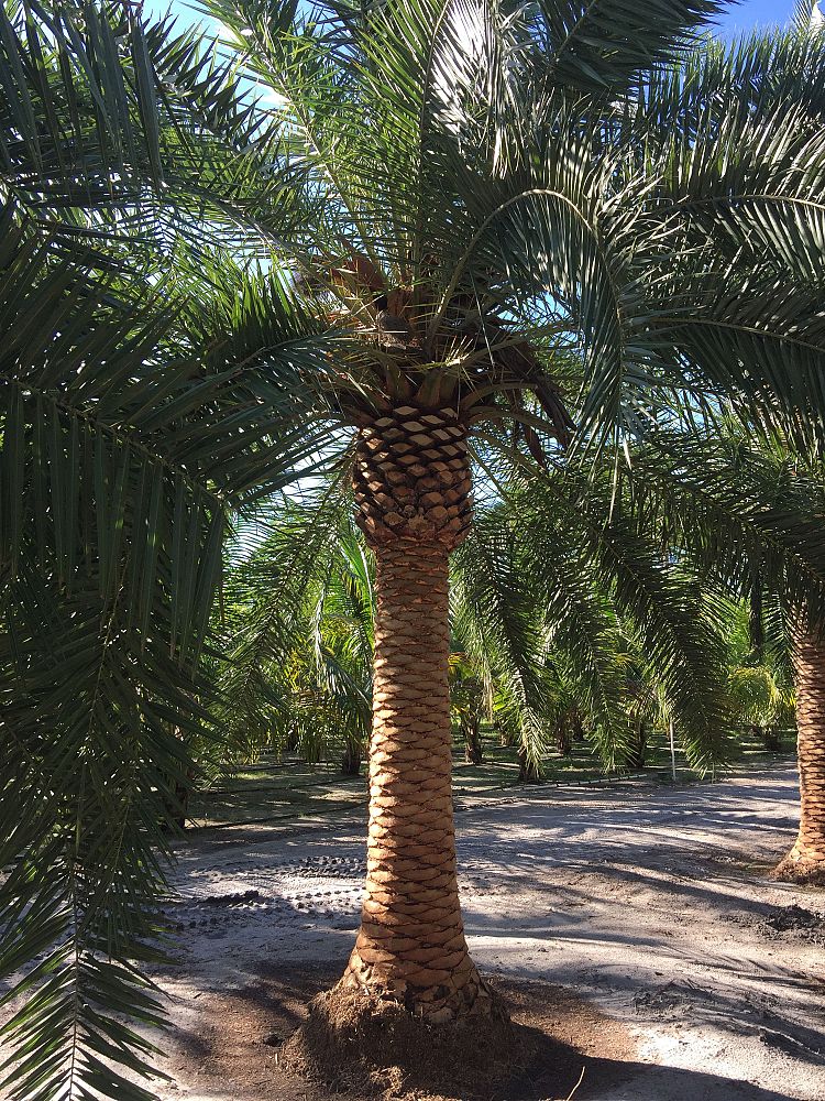 phoenix-hybrids-hybrid-date-palms