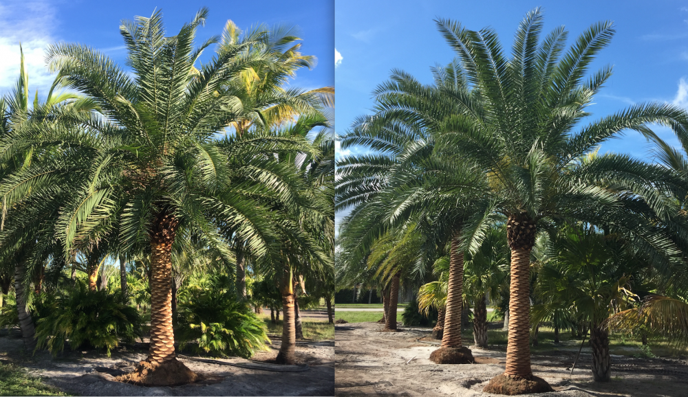phoenix-hybrids-hybrid-date-palms
