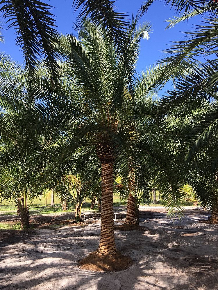 phoenix-hybrids-hybrid-date-palms