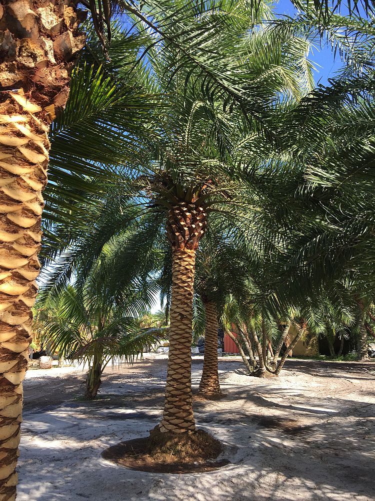 phoenix-hybrids-hybrid-date-palms