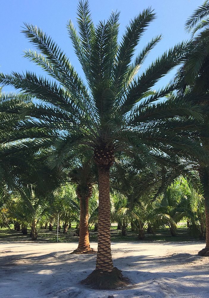 phoenix-hybrids-hybrid-date-palms