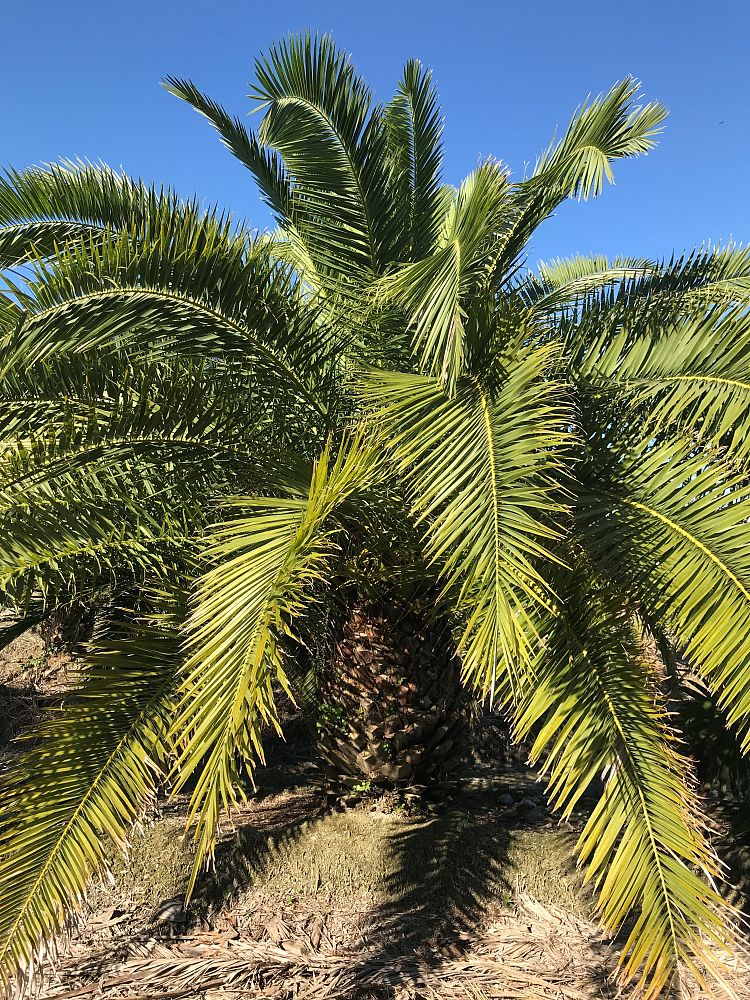 phoenix-hybrids-hybrid-date-palms