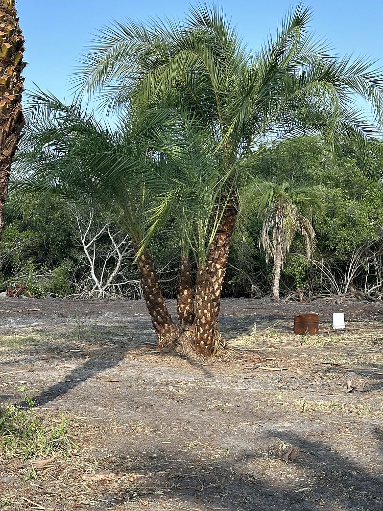 phoenix-hybrids-hybrid-date-palms
