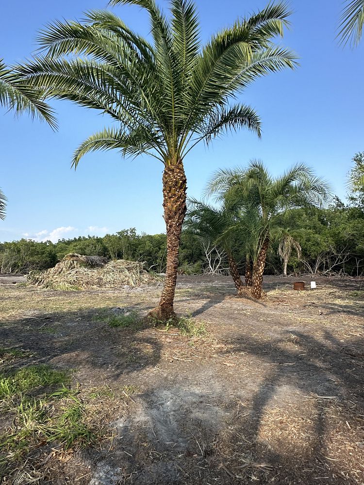 phoenix-hybrids-hybrid-date-palms