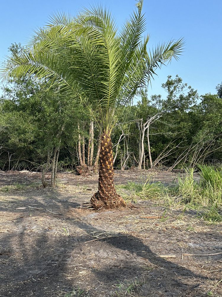 phoenix-hybrids-hybrid-date-palms