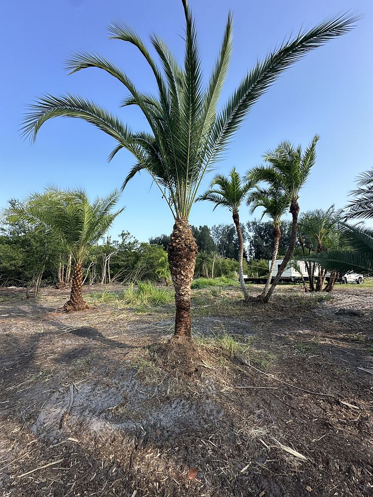 phoenix-hybrids-hybrid-date-palms