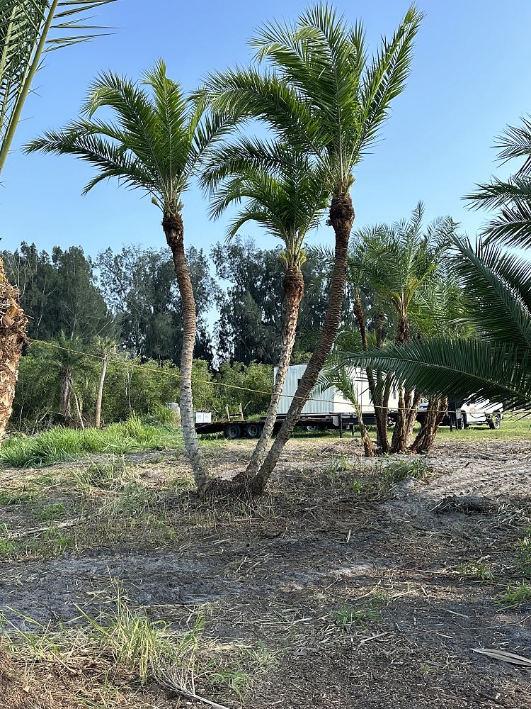 phoenix-hybrids-hybrid-date-palms