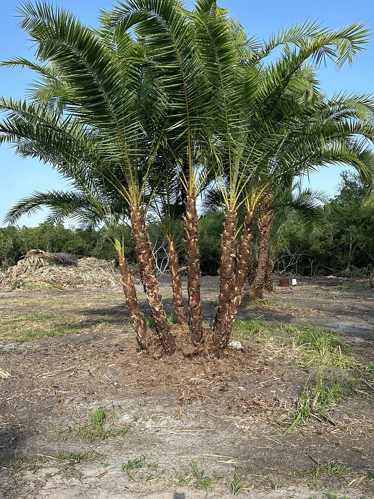 phoenix-hybrids-hybrid-date-palms