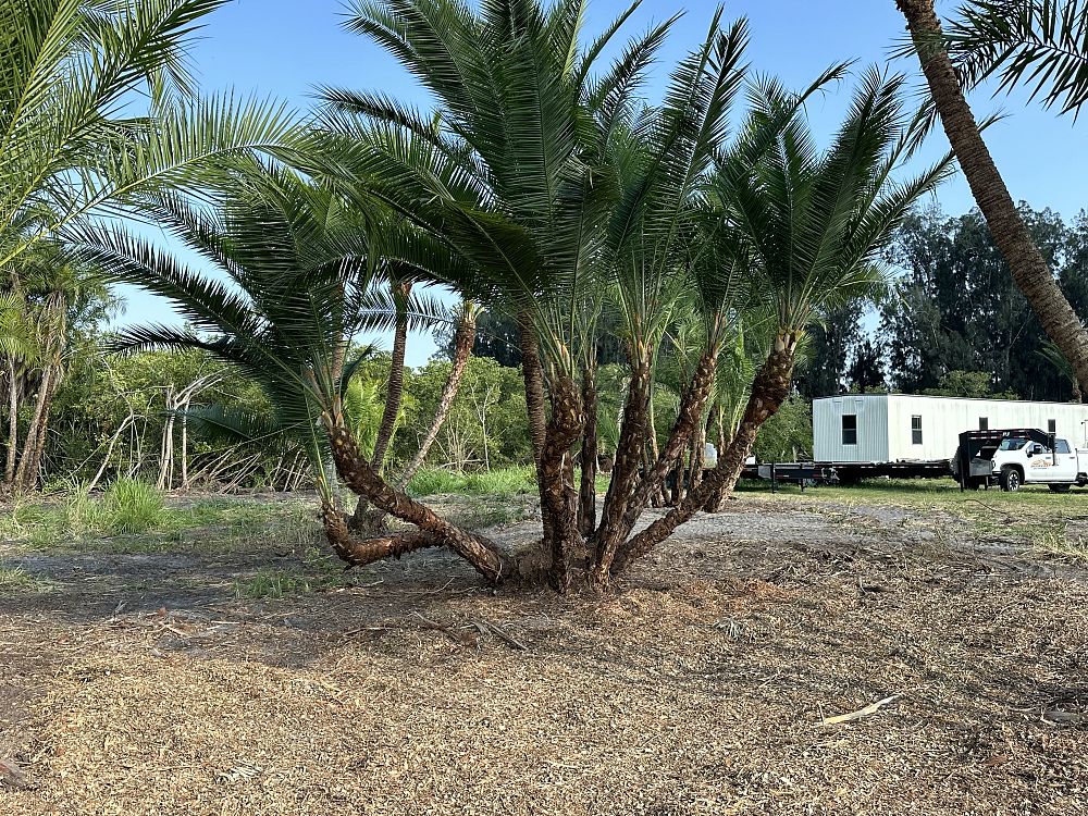 phoenix-hybrids-hybrid-date-palms