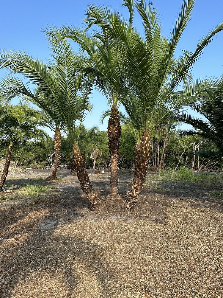 phoenix-hybrids-hybrid-date-palms