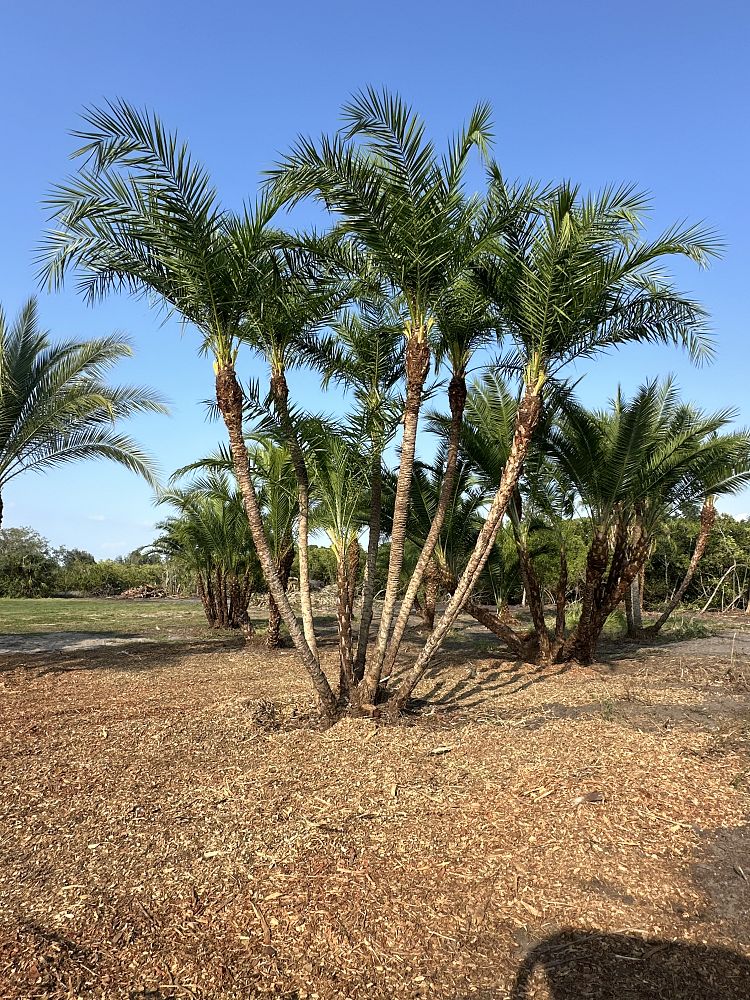 phoenix-hybrids-hybrid-date-palms