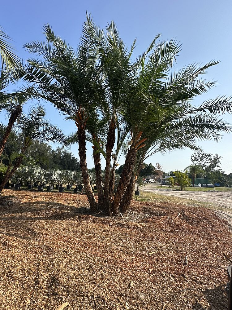 phoenix-hybrids-hybrid-date-palms