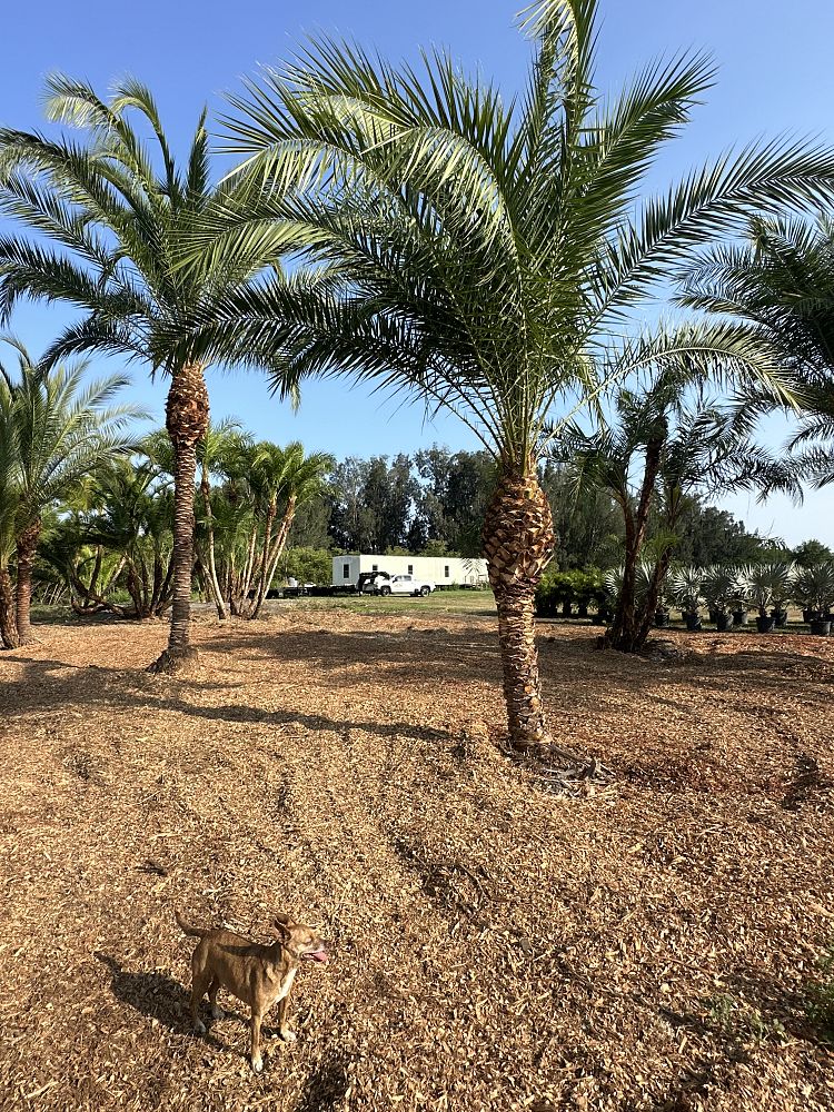 phoenix-hybrids-hybrid-date-palms
