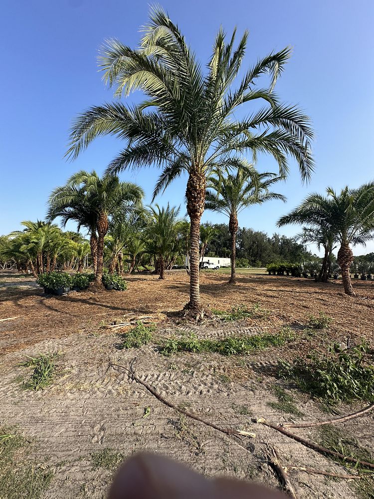 phoenix-hybrids-hybrid-date-palms