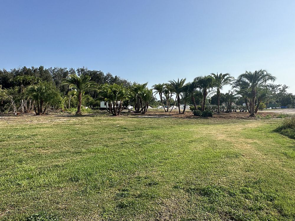 phoenix-hybrids-hybrid-date-palms