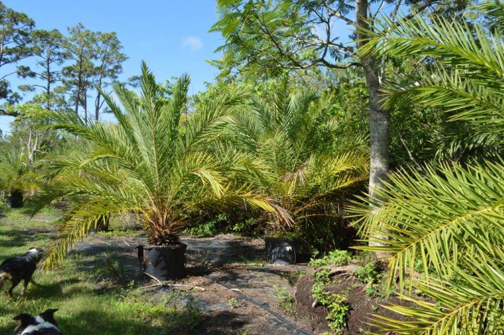 phoenix-loureiri-pedunculata