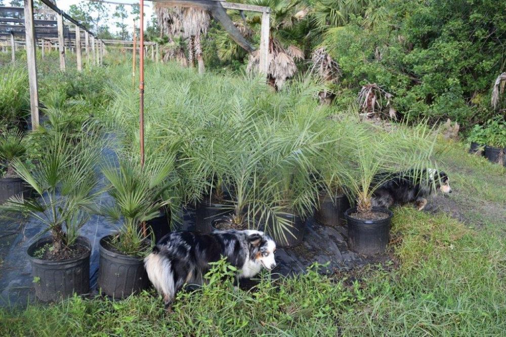 phoenix-paludosa-mangrove-date-palm