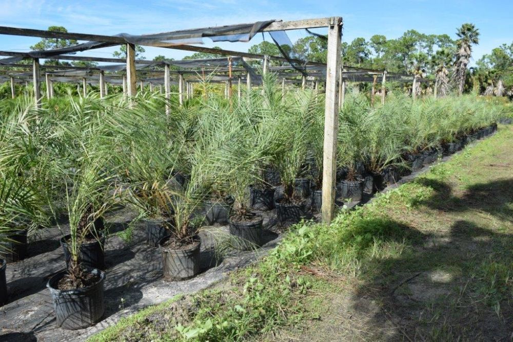 phoenix-paludosa-mangrove-date-palm