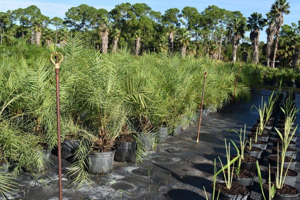 phoenix-paludosa-mangrove-date-palm