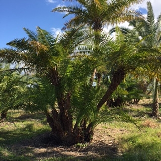 phoenix-reclinata-hybrids-reclinata-hybrid-date-palms