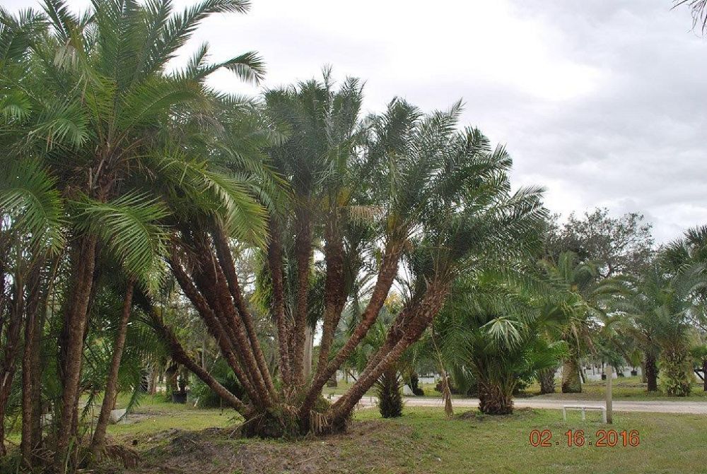 phoenix-reclinata-hybrids-reclinata-hybrid-date-palms