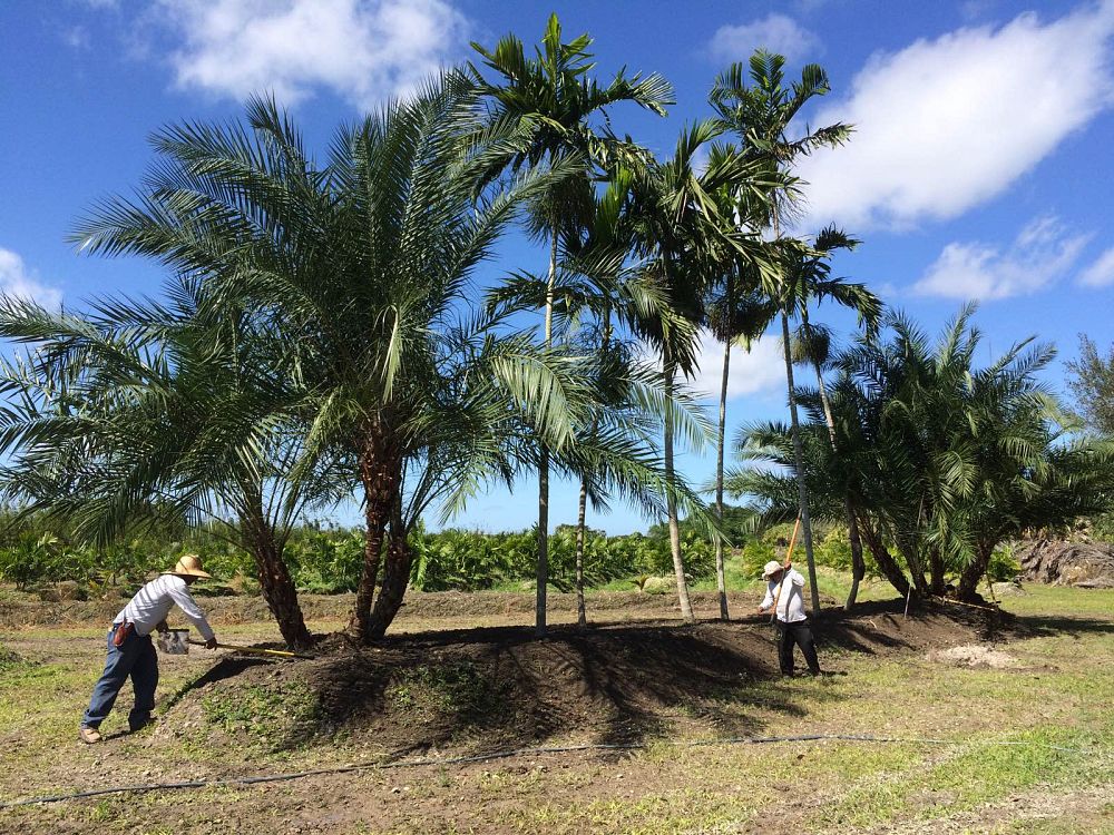 phoenix-reclinata-hybrids-reclinata-hybrid-date-palms