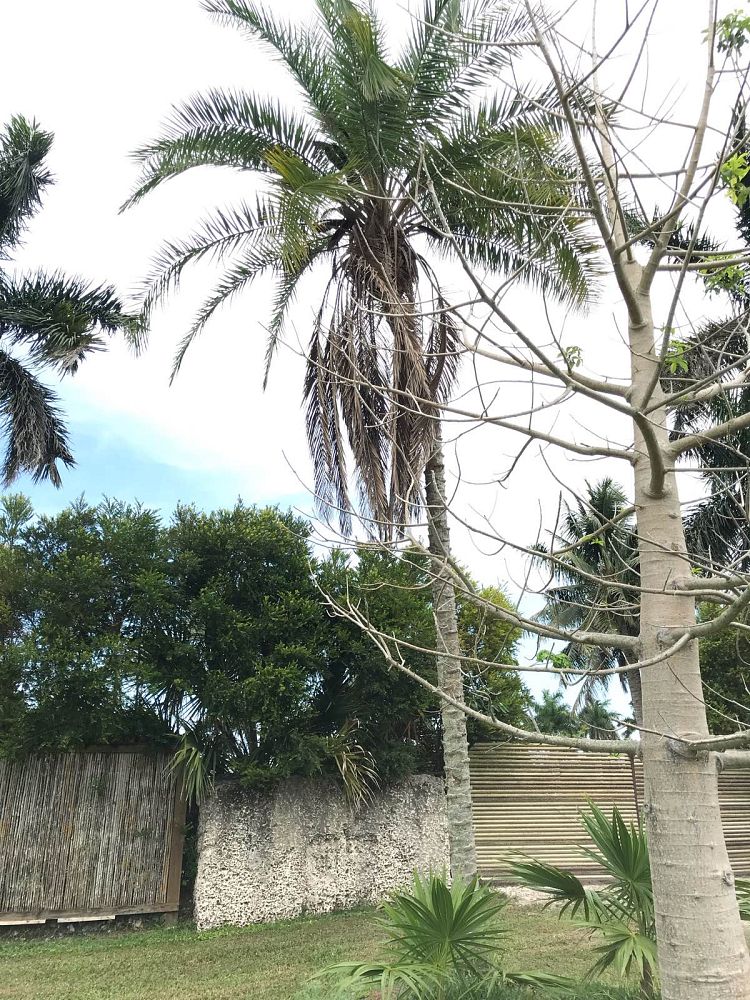 phoenix-reclinata-hybrids-reclinata-hybrid-date-palms