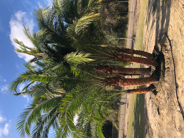 phoenix-reclinata-hybrids-reclinata-hybrid-date-palms