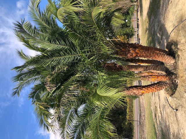 phoenix-reclinata-hybrids-reclinata-hybrid-date-palms