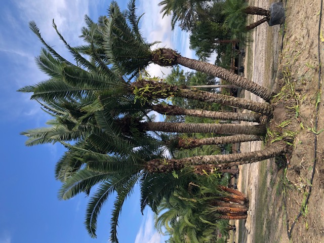 phoenix-reclinata-hybrids-reclinata-hybrid-date-palms