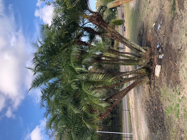 phoenix-reclinata-hybrids-reclinata-hybrid-date-palms