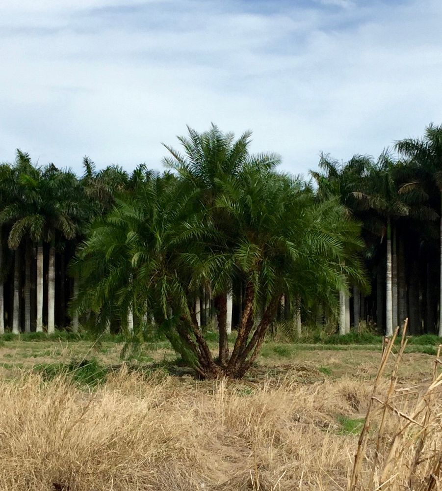 phoenix-reclinata-hybrids-reclinata-hybrid-date-palms