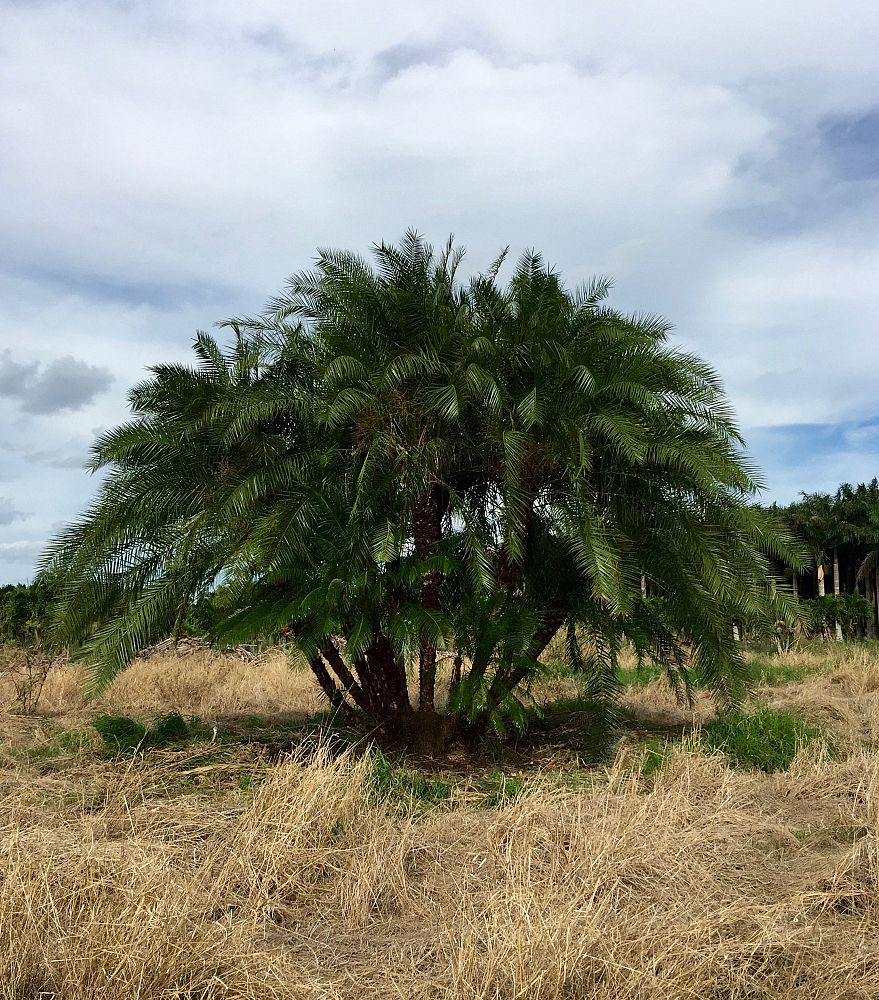 phoenix-reclinata-hybrids-reclinata-hybrid-date-palms