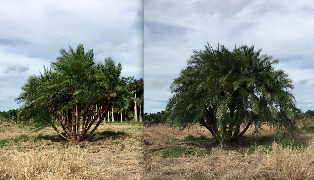 phoenix-reclinata-hybrids-reclinata-hybrid-date-palms