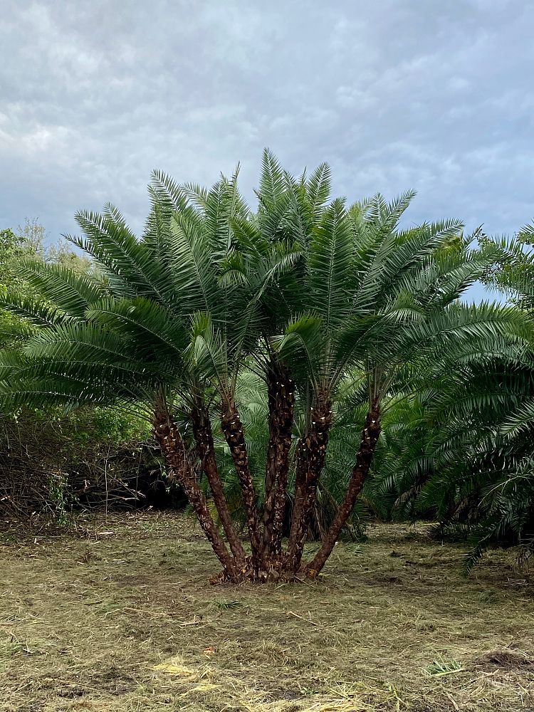 phoenix-reclinata-hybrids-reclinata-hybrid-date-palms