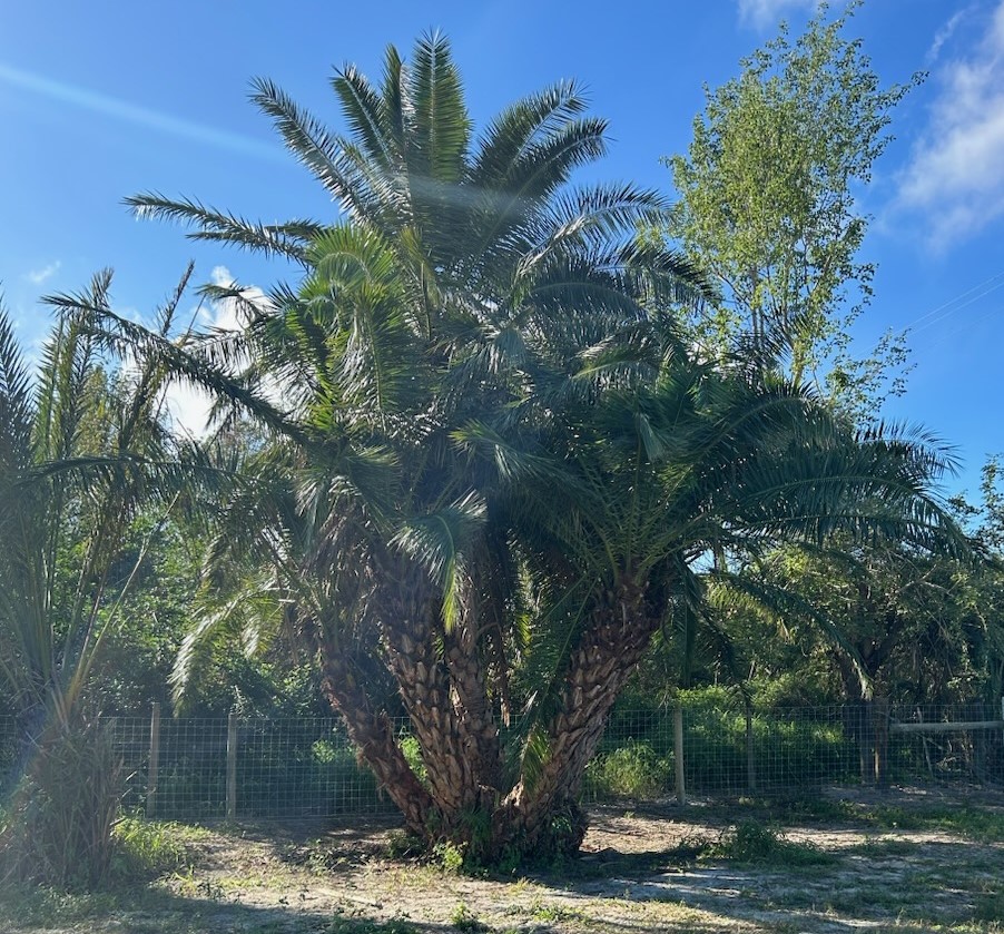 phoenix-reclinata-hybrids-reclinata-hybrid-date-palms