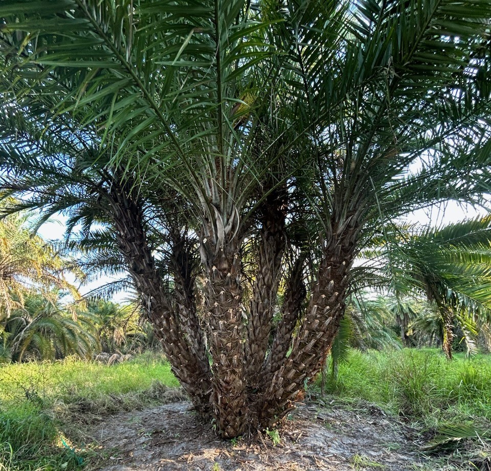 phoenix-reclinata-hybrids-reclinata-hybrid-date-palms