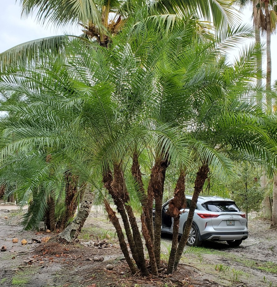 phoenix-reclinata-hybrids-reclinata-hybrid-date-palms