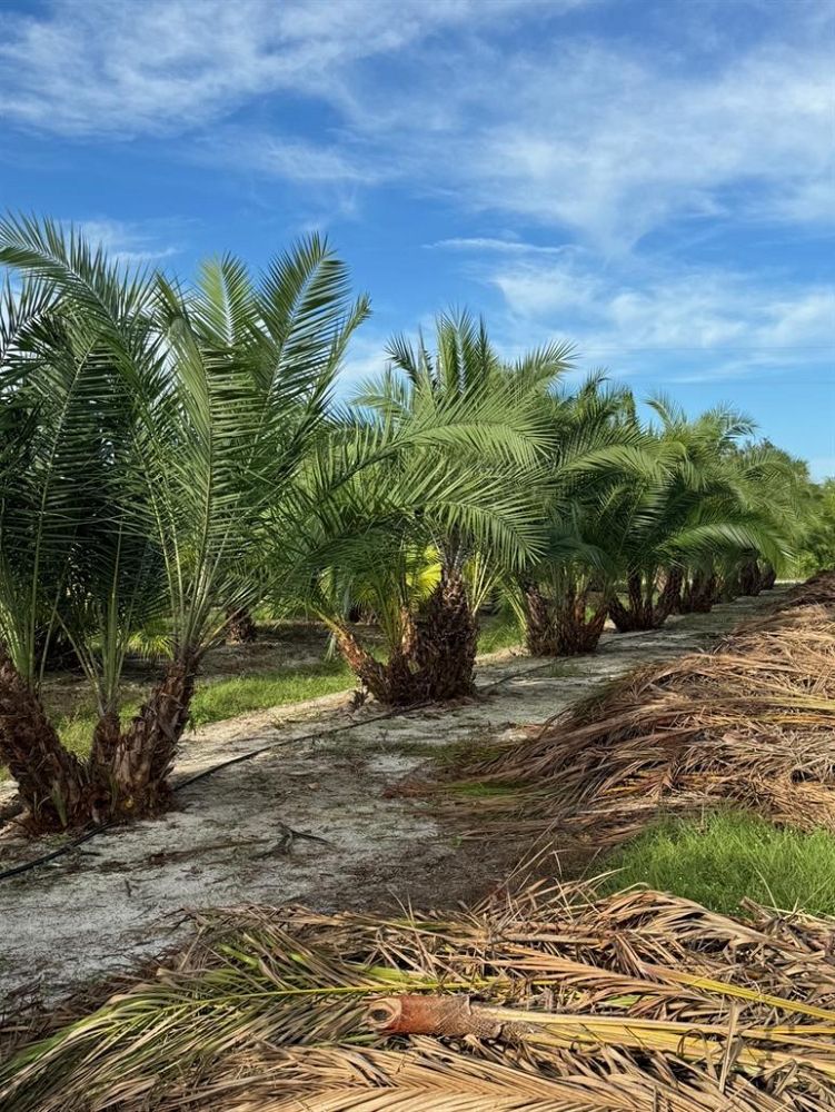 phoenix-reclinata-hybrids-reclinata-hybrid-date-palms